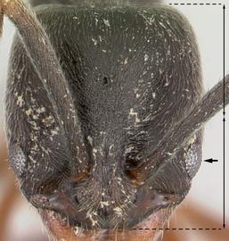 Anterior view of eye / ocellus, adult worker. Eyes distinctly below midline of head. Photo by April Nobile,  Antweb.org , modified.