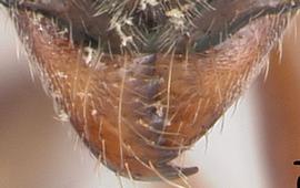 Anterior dorsal view of mandibles, adult worker. Mandibles with seven teeth. Photo by April Nobile,  Antweb.org , modified.