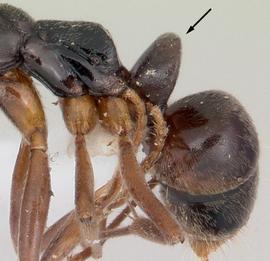 Lateral view of waist, adult worker. Waist with only one segment. Photo by April Nobile,  Antweb.org , modified.