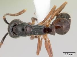 Dorsal view of body, entire, adult worker.  Photo by April Nobile,  Antweb.org .