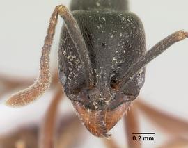 Anterior view of head, adult worker.  Photo by April Nobile,  Antweb.org .