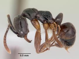 Lateral view of body, entire, adult worker. Photo by April Nobile,  Antweb.org .