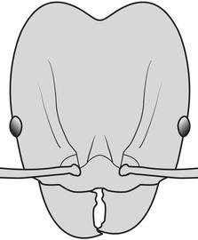 Anterior view of head, adult worker. The head is uniform in color, not contrasting sharply with rest of body. Used in Antkey to separate  Pheidole anastasii  and  Pheidole bilimeki  from  Pheidole punctatissima .