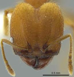 Anterior view of head, adult worker.  Photo by Jeremy Pillow,  Antweb.org .