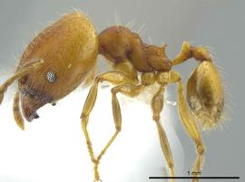 Lateral view of body, entire, adult worker.  Photo by Jeremy Pillow,  Antweb.org .