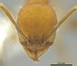 Anterior view of head, adult worker.  Photo by Jeremy Pillow,  Antweb.org .