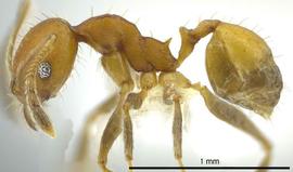 Lateral view of body, entire, adult worker.  Photo by Jeremy Pillow,  Antweb.org .