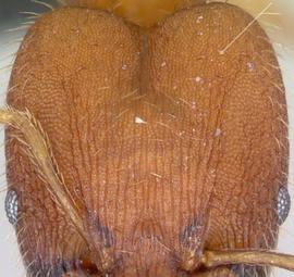 Anterior view of head, adult worker. The posterolateral lobes with a distinct punctate ground sculpture, giving the head a dull appearance, and also lacking rugae. Used in Antkey to separate the major workers of  Pheidole anastasii, Pheidole bilimeki  and  Pheidole punctatissima  from those of all other  Pheidole  species. Photo by April Nobile,  Antweb.org , modified.
