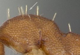 Lateral view of thorax / mesosoma, adult worker. Hairs on mesosoma stout and stiff, arranged in pairs. Photo by April Nobile,  Antweb.org , modified.