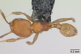 Dorsal view of body, entire, adult worker.  Photo by April Nobile,  Antweb.org .