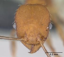 Anterior view of head, adult worker.  Photo by April Nobile,  Antweb.org .