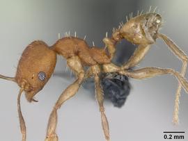 Lateral view of body, entire, adult worker.  Photo by April Nobile,  Antweb.org .