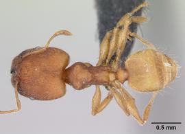 Dorsal view of body, entire, adult worker.  Photo by April Nobile,  Antweb.org .