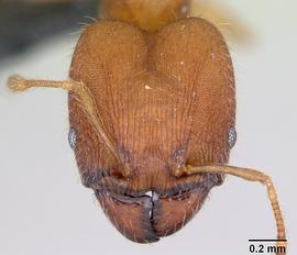Anterior view of head, adult worker.  Photo by April Nobile,  Antweb.org .