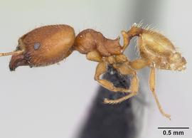 Lateral view of body, entire, adult worker.  Photo by April Nobile,  Antweb.org .