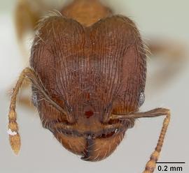 Anterior view of head, adult worker.  Photo by April Nobile,  Antweb.org .