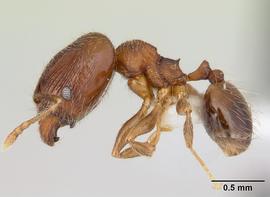 Lateral view of body, entire, adult worker.  Photo by April Nobile,  Antweb.org .