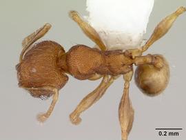 Dorsal view of body, entire, adult worker.  Photo by April Nobile,  Antweb.org .
