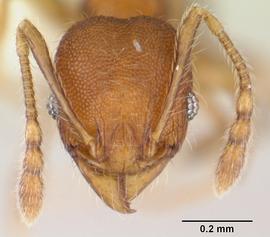 Anterior view of head, adult worker.  Photo by April Nobile,  Antweb.org .