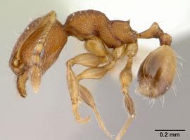 Lateral view of body, entire, adult worker.  Photo by April Nobile,  Antweb.org .
