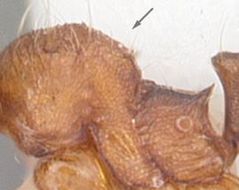 Lateral view of thorax / mesosoma, adult worker. Promesonotum composed of one distinct convexity.