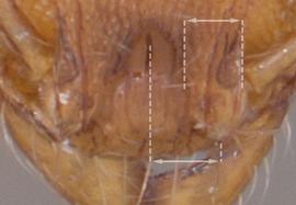 Close-up view of frontal carina, adult worker. Frontal lobes relatively close together so that the posteromedian portion of the clypeus, where it projects between the frontal lobes, is at most only slightly broader than one of the lobes.