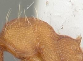 Lateral view of thorax / mesosoma, adult worker. Hairs on mesosoma fine and flexuous, not arranged in pairs.