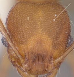 Anterior view of head, adult worker. Head punctate.