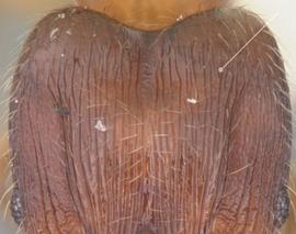 Anterior view of head, adult worker. Posterior third of cephalic dorsum sculptured.