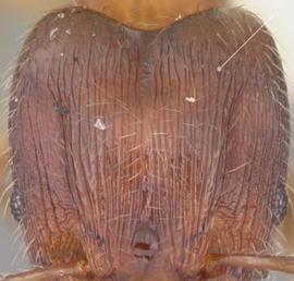 Anterior view of head, adult worker. Posterolateral lobes with distinct rugae.