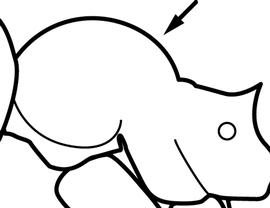 Lateral view of thorax / mesosoma, adult worker. The promesonotum is composed of one, not two, distinct convexities. Used in Antkey to separate  Pheidole flavens  and  Pheidole moerens  from  Pheidole fervens  and  Pheidole teneriffana .