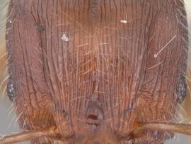 Close-up view of antennal scrobe, adult worker. Antennal scrobe weakly to moderately impressed, but some depression capable of receiving antennal scapes clearly visible.