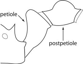 Lateral view of waist, adult worker. The postpetiole of the major and minor worker is not distinctly larger in volume than the petiole. Used in Antkey to separate  Pheidole fervens ,  Pheidole obscurithorax  and  Pheidole teneriffana  from  Pheidole megacephala .