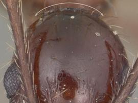 Anterior view of head, adult worker. Posterior margin of head strongly convex.