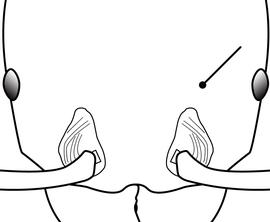 Anterior view of head, adult worker. Used to distinguish the major worker of  Pheidole obscurithorax  from that of  Pheidole fervens ,  Pheidole flavens ,  Pheidole moerens  and  Pheidole teneriffana . The first species lacks any depression capable of receiving any portion of the antennae.