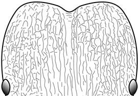 Anterior view of head, adult worker. Posterolateral lobes with longitudinal carinae frequently being intersected and interrupted by transverse carinae to form a dense mesh of rugoreticulation. This character, combined with the absence of antennal scrobes, is used to separate the major worker of  Pheidole obscurithorax  from that of  Pheidole fervens  and  Pheidole teneriffana .