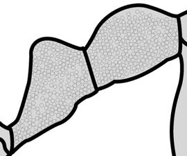 Lateral view of waist, adult worker. The petiole and postpetiole are covered on all surfaces by a punctate ground sculpture, giving them dull appearances. Used in Antkey to separate the minor worker of  Pheidole obsurithorax  from that of  Pheidole fervens .