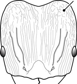 Anterior view of head, adult worker. The posterolateral lobes distinctly rugose and the lack of a punctate ground sculpture gives the head a shiny appearance. Used in Antkey to separate the major workers of  Pheidole fervens ,  Pheidole flavens ,  Pheidole moerens ,  Pheidole obscurior  and  Pheidole teneriffana  from those of all other  Pheidole  species.