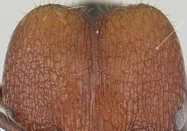 Close-up view of head, adult worker. Abundant amount of reticulated rugae above eye level. Photo by April Nobile,  Antweb.org , modified.