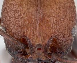 Anterior view of head, adult worker. Antennal scrobe absent, no depression capable of receiving antennal scapes visible.
