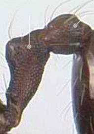 Lateral view of waist, adult worker. Petiole and postpetiole strongly sculptured laterally. Photo by April Nobile,  Antweb.org , modified.