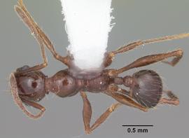 Dorsal view of body, entire, adult worker.  Photo by April Nobile,  Antweb.org .