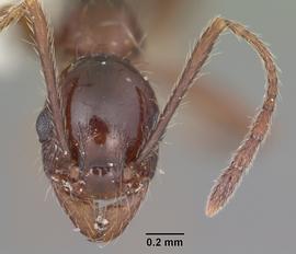 Anterior dorsal view of head, adult worker.  Photo by April Nobile,  Antweb.org .