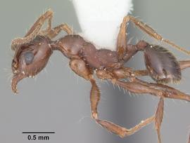 Lateral view of body, entire, adult worker.  Photo by April Nobile,  Antweb.org .