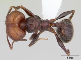 Dorsal view of body, entire, adult worker.  Photo by April Nobile,  Antweb.org .