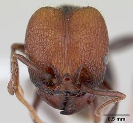 Anterior view of head, adult worker.  Photo by April Nobile,  Antweb.org .