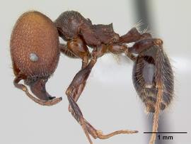 Lateral view of body, entire, adult worker.  Photo by April Nobile,  Antweb.org .