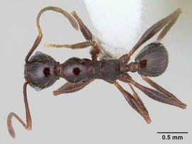 Dorsal view of body, entire, adult worker.  Photo by April Nobile,  Antweb.org .