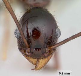 Anterior view of head, adult worker.  Photo by April Nobile,  Antweb.org .