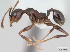 Lateral view of body, entire, adult worker.  Photo by April Nobile,  Antweb.org .